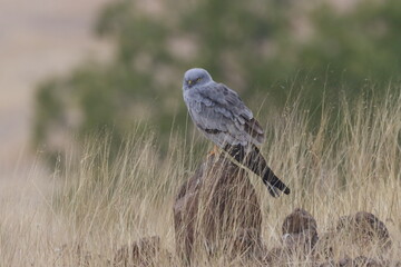 This striking image captures Montagu’s Harrier, a slender and elegant bird of prey known for its graceful flight over open grasslands and agricultural fields. With its long wings, narrow body, and kee