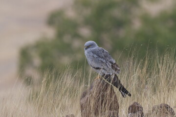 This striking image captures Montagu’s Harrier, a slender and elegant bird of prey known for its graceful flight over open grasslands and agricultural fields. With its long wings, narrow body, and kee