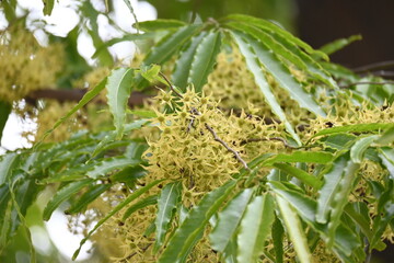 Polyalthia longifolia tree flowers. It's tree other names Ashoka, glodokan, glodogan tiang, False Ashok Tree. 
The bark of this trees is used in making many Ayurvedic medicines.
