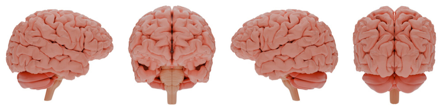 Human Brain 3D Model &ndash; Front, Side and Back Views &ndash; Transparent PNG for Medical and Educational Use
