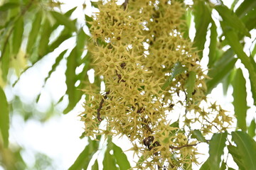 Polyalthia longifolia tree flowers. It's tree other names Ashoka, glodokan, glodogan tiang, False Ashok Tree. 
The bark of this trees is used in making many Ayurvedic medicines.
