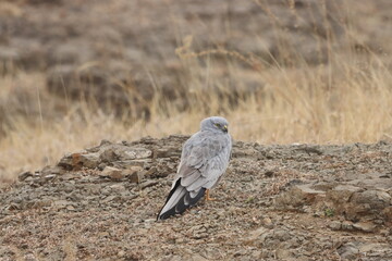 This striking image captures Montagu’s Harrier, a slender and elegant bird of prey known for its graceful flight over open grasslands and agricultural fields. With its long wings, narrow body, and eye