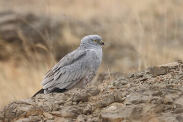 This striking image captures Montagu’s Harrier, a slender and elegant bird of prey known for its graceful flight over open grasslands and agricultural fields. With its long wings, narrow body, and eye