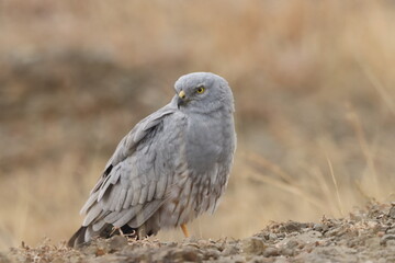 This striking image captures Montagu’s Harrier, a slender and elegant bird of prey known for its graceful flight over open grasslands and agricultural fields. With its long wings, narrow body, and eye
