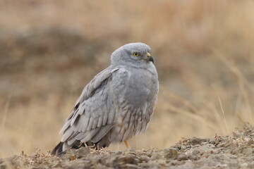 This striking image captures Montagu’s Harrier, a slender and elegant bird of prey known for its graceful flight over open grasslands and agricultural fields. With its long wings, narrow body, and eye