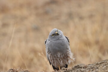 This striking image captures Montagu’s Harrier, a slender and elegant bird of prey known for its graceful flight over open grasslands and agricultural fields. With its long wings, narrow body, and eye