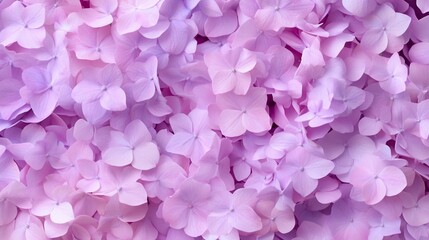 Fototapeta premium Close-up of delicate, layered, pastel pink and purple hydrangea petals