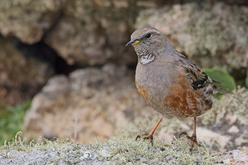 Alpine Accentor, (Prunella collaris), on lichen-covered rocks, a rare British vagrant, Cornwall, UK.