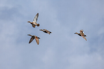 A skein of Gadwall is flying in the blue sky on a sunny spring day.
