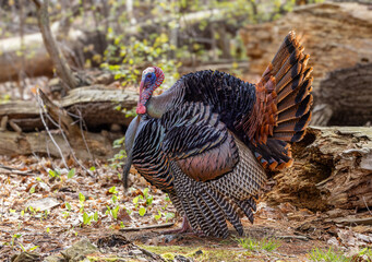 Eastern male Wild Turkey tom (Meleagris gallopavo) strutting with tail feathers in fan through the forest in Canada