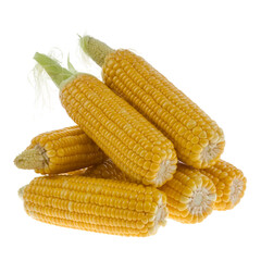 Corn collection isolated on white and transparent background.