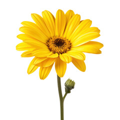Naklejka premium Beautiful Yellow Daisy Flower Isolated on Transparent Background