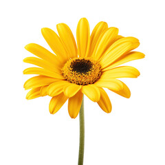 Beautiful Yellow Daisy Flower Isolated on Transparent Background

