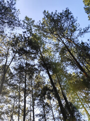 Morning atmosphere before noon with sunlight at the pine forest tourist attraction in Songgon, Banyuwangi, Indonesia.