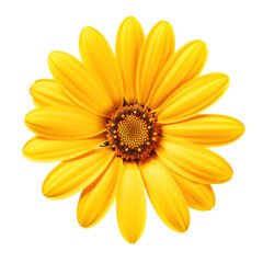 Naklejka premium Beautiful Yellow Daisy Flower Isolated on Transparent Background