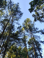 Morning atmosphere before noon with sunlight at the pine forest tourist attraction in Songgon, Banyuwangi, Indonesia.