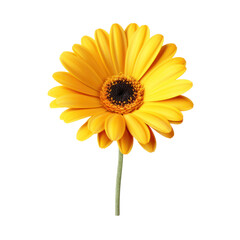 Beautiful Yellow Daisy Flower Isolated on Transparent Background

