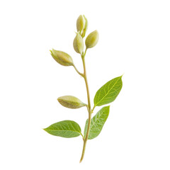 Close-Up Soybean Isolated on Transparent Background

