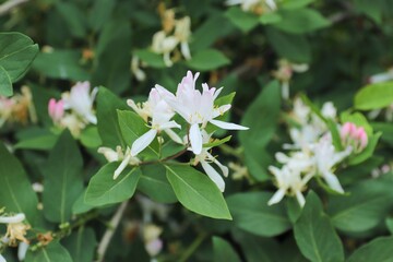 
Lonicera maackii, Amur honeysuckle, is a species of honeysuckle in the family Caprifoliaceae, which is native to temperate eastern Asia, flowers, pink and white bushy flowers, plants, nature
