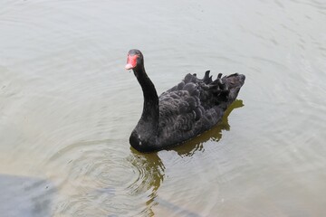 black swan, swan, black swans in the lake, birds,
