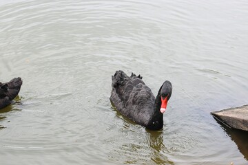 black swan, swan, black swans in the lake, birds,