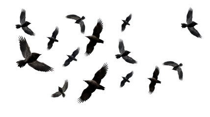 Naklejka premium Flock of Birds Flying Isolated on Transparent Background