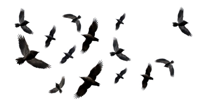 Flock of Birds Flying Isolated on Transparent Background

