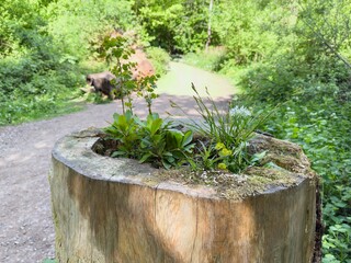 Hollow Tree Stump with Wild Plants – Woodland Nature Detail