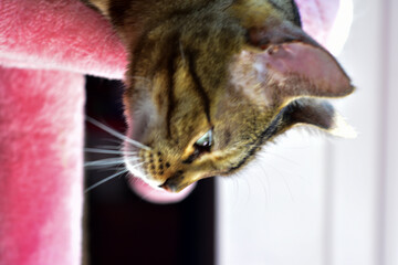 pet bengal cat on a cat tree face looking 