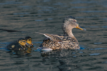 duck in the water