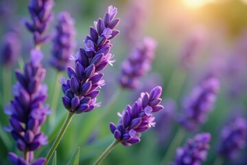 Obraz premium Close-up of vibrant lavender flowers, showcasing their delicate purple hues and intricate details , close-up, summer