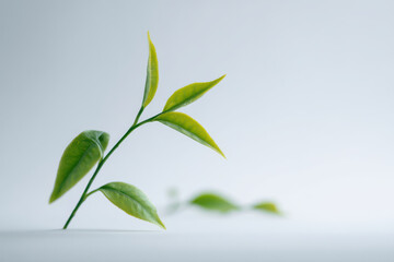 Fototapeta premium closeup of herbal tea leaves on pristine white background