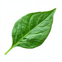 Obraz premium Isolated Green Leaf with Detailed Veins on White Background Fresh Botanical Herb and Pepper Leaf with Natural Vibrant Color