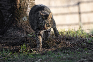 秋のすすきとキジトラ柄の野良猫