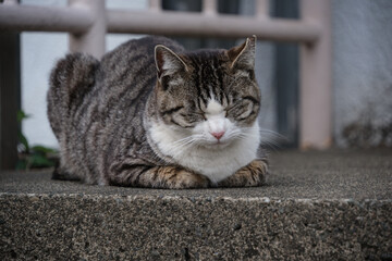 お昼寝してるキジトラ柄とハチワレ柄の野良猫