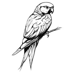 Fototapeta premium parrot, animal, vector, transparent background, beak, colorful, feather, tropical, zoo, wildlife, nature, exotic, isolated, jungle, feathers, colourful, bright, pet