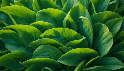 Fototapeta premium Green leaves plant closeup