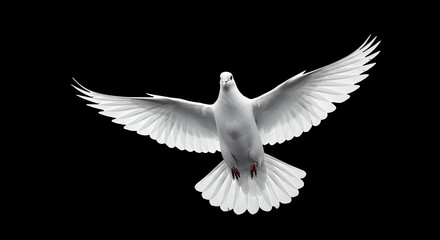 Obraz premium White Dove in Flight: Symbol of Peace, Freedom & Hope | Stunning Bird Photography on Black Background - Perfect for Spiritual Designs