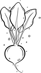 Crisp Radish with Leaves On Transparent Background