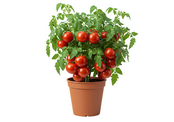 Potted Cherry Tomato Plant Growing Guide and Care Tips on Transparent background