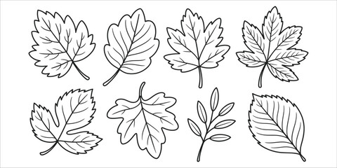 Collection of Hand Drawn Autumn Leaves Botanical Illustrations Perfect for Fall Designs and Nature Projects