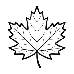 Simple Line Drawing of a Maple Leaf with Detailed Veins Perfect for Autumn Designs and Nature Illustrations