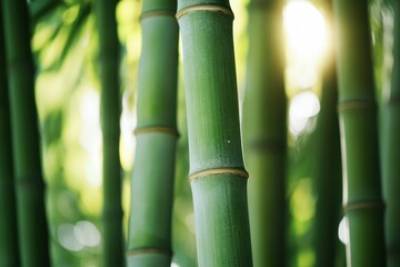 Obraz premium Close-up bamboo stalks in natural light