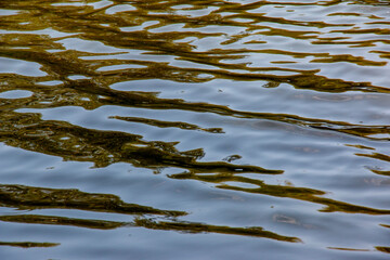 Background of surface of the Dnieper River. River water in autumn in the rays of the setting sun. Green-yellow water. Natural color of river water. Water with small waves.