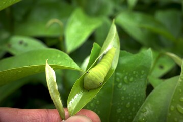 Closeup of a Tiger Swallowtail Caterpillar on a green leaf (Papilio glaucus)