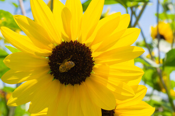 Fototapeta premium アップの向日葵