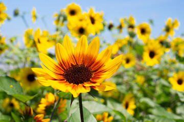 青空とひまわり