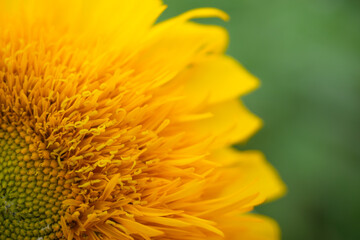 アップの向日葵