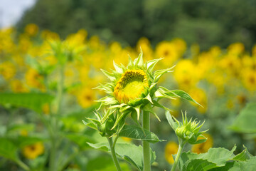 咲きかけの向日葵