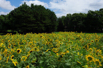 ひまわり畑